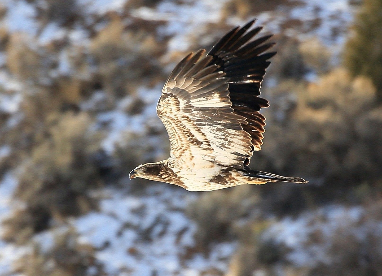 Immature Bald Eagle
